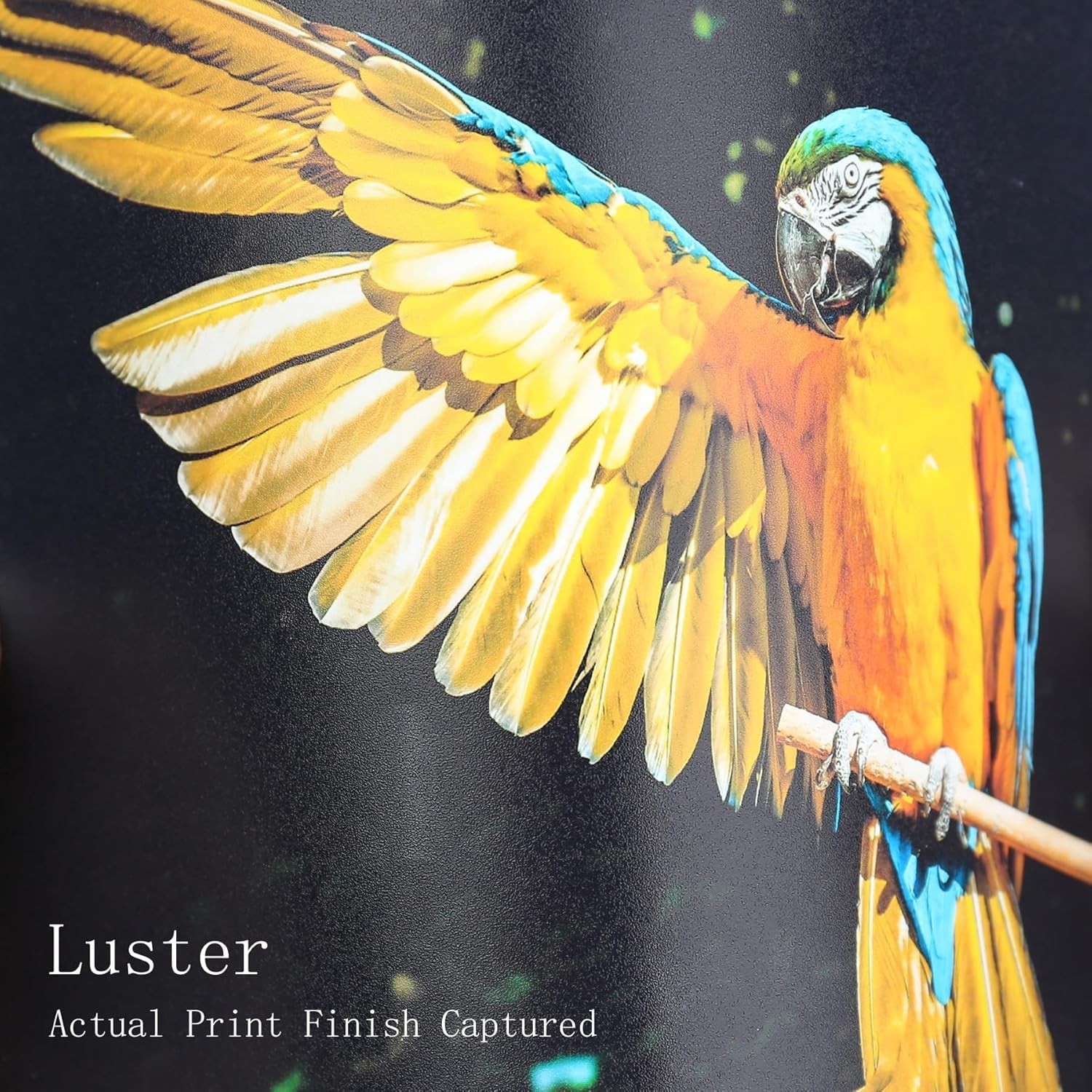 Koala Premium Photo Paper 4×6 In Luster Photo Printer Paper for Inkjet Printe…
